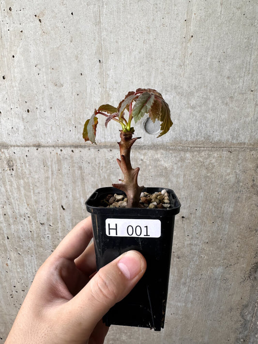 【現品限り】ベイセリア・メキシカーナ【H1】 Beiselia mexicana