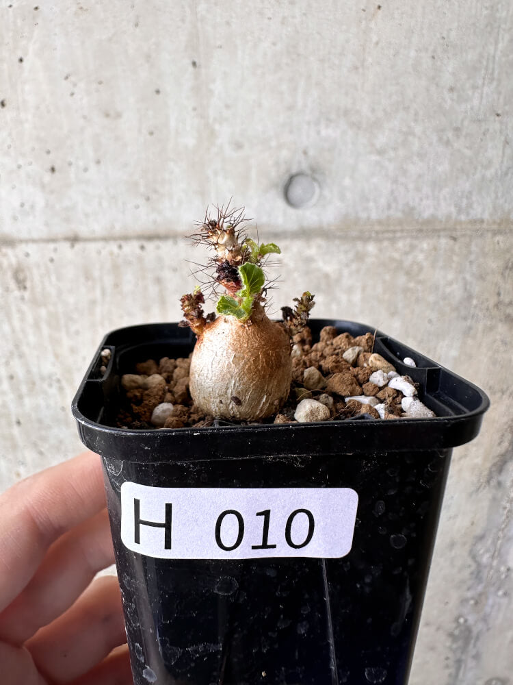 【現品限り】ヤトロファ・マルギナータ【H10】 Jatropha marginata