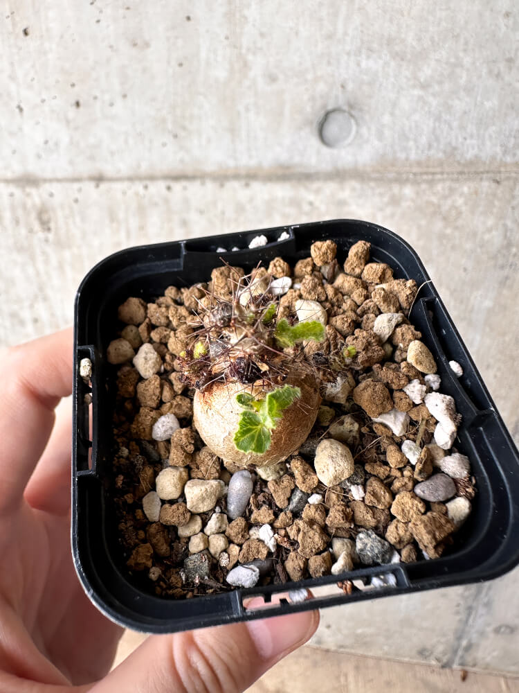 【現品限り】ヤトロファ・マルギナータ【H10】 Jatropha marginata