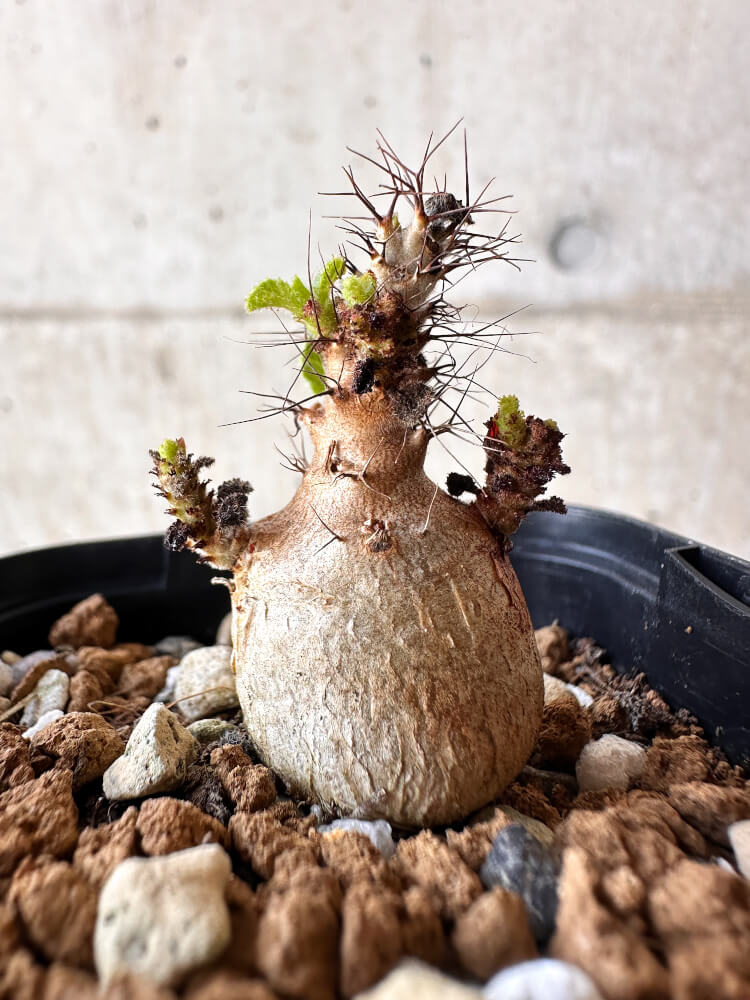 【現品限り】ヤトロファ・マルギナータ【H10】 Jatropha marginata