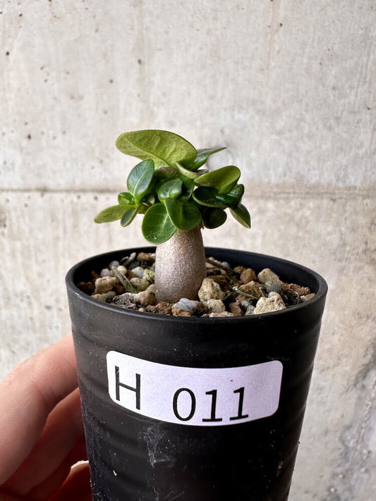 【現品限り】アデニウム・DHA 葉巻【H11】 Adenium DHA