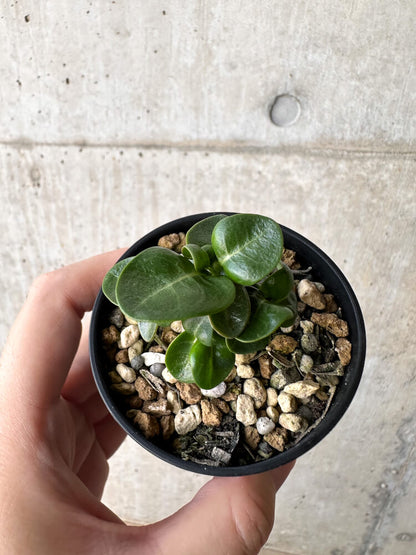 【現品限り】アデニウム・DHA 葉巻【H11】 Adenium DHA