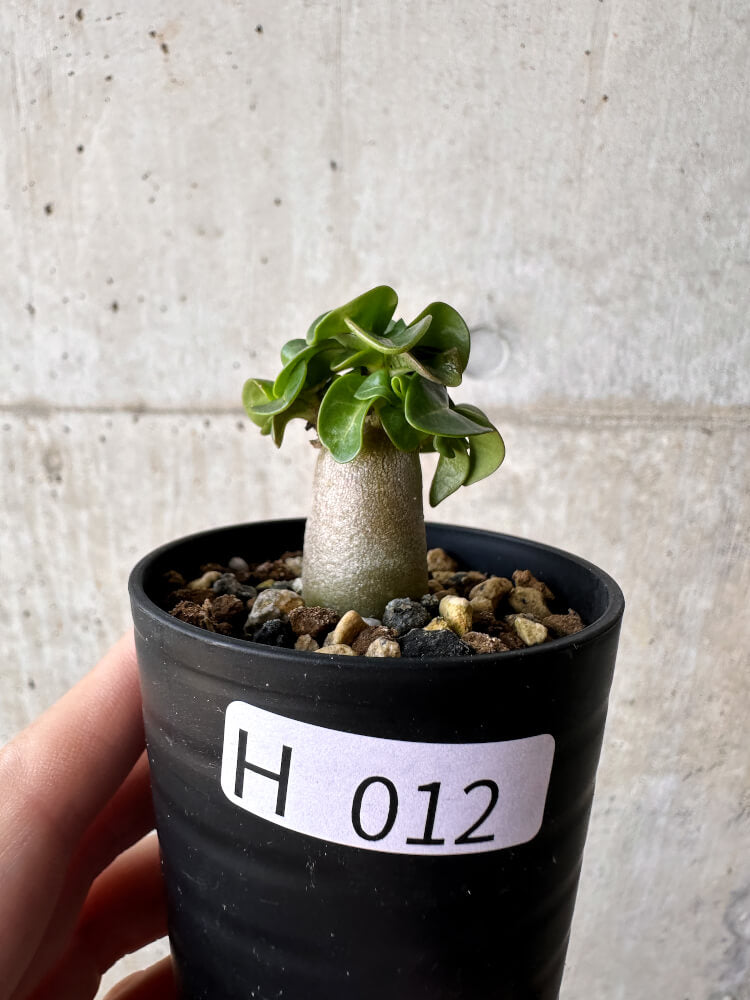 【現品限り】アデニウム・DHA 葉巻【H12】 Adenium DHA