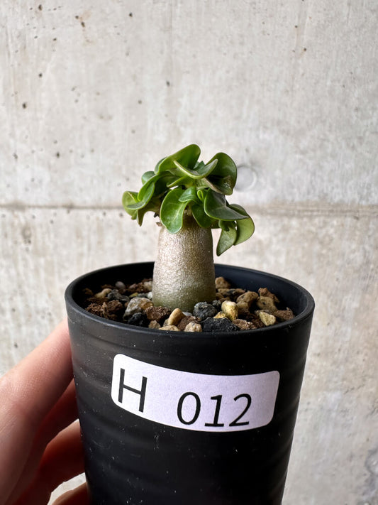 【現品限り】アデニウム・DHA 葉巻【H12】 Adenium DHA