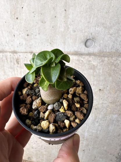 【現品限り】アデニウム・DHA 葉巻【H12】 Adenium DHA