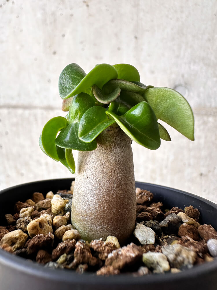 【現品限り】アデニウム・DHA 葉巻【H12】 Adenium DHA