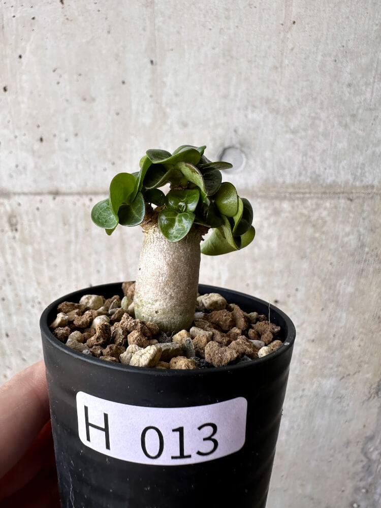 【現品限り】アデニウム・DHA 葉巻【H13】 Adenium DHA