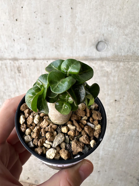 【現品限り】アデニウム・DHA 葉巻【H13】 Adenium DHA