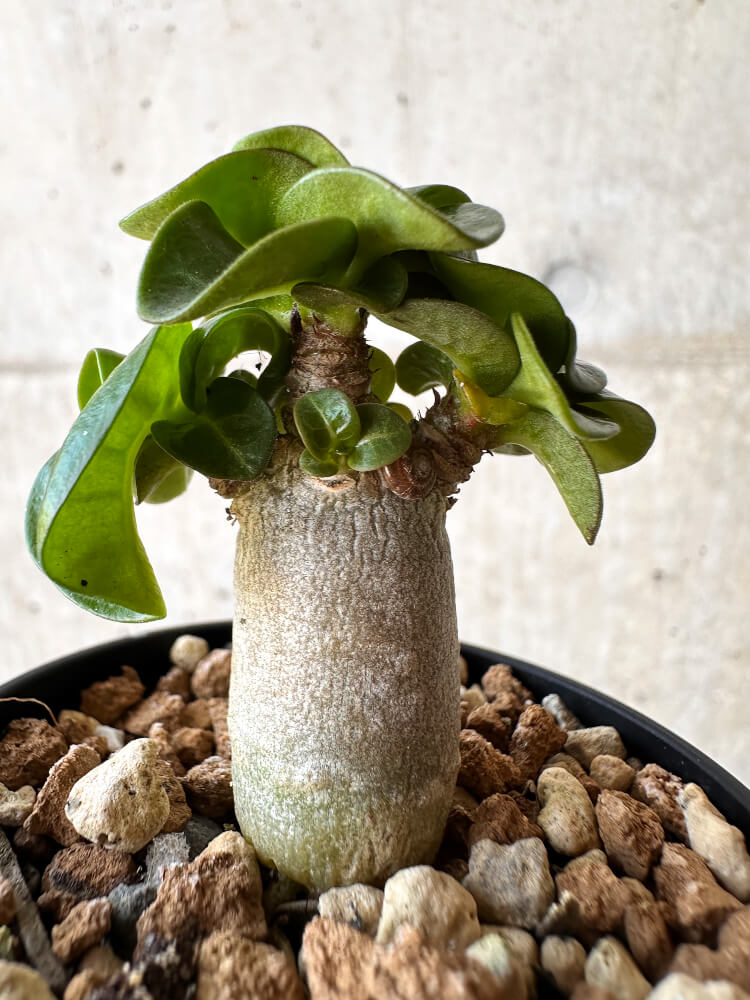 【現品限り】アデニウム・DHA 葉巻【H13】 Adenium DHA
