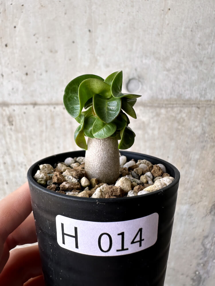 【現品限り】アデニウム・DHA 葉巻【H14】 Adenium DHA
