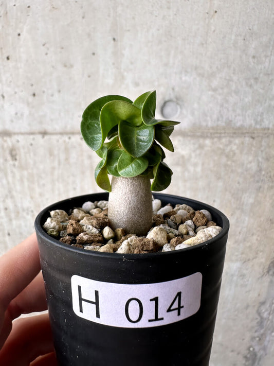 【現品限り】アデニウム・DHA 葉巻【H14】 Adenium DHA