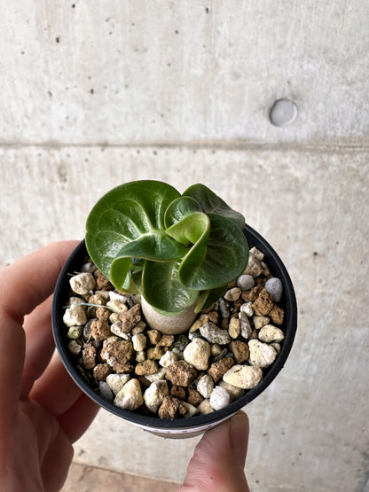 【現品限り】アデニウム・DHA 葉巻【H14】 Adenium DHA