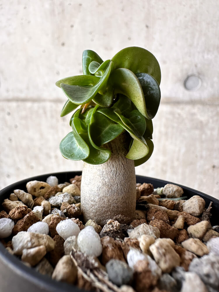 【現品限り】アデニウム・DHA 葉巻【H14】 Adenium DHA