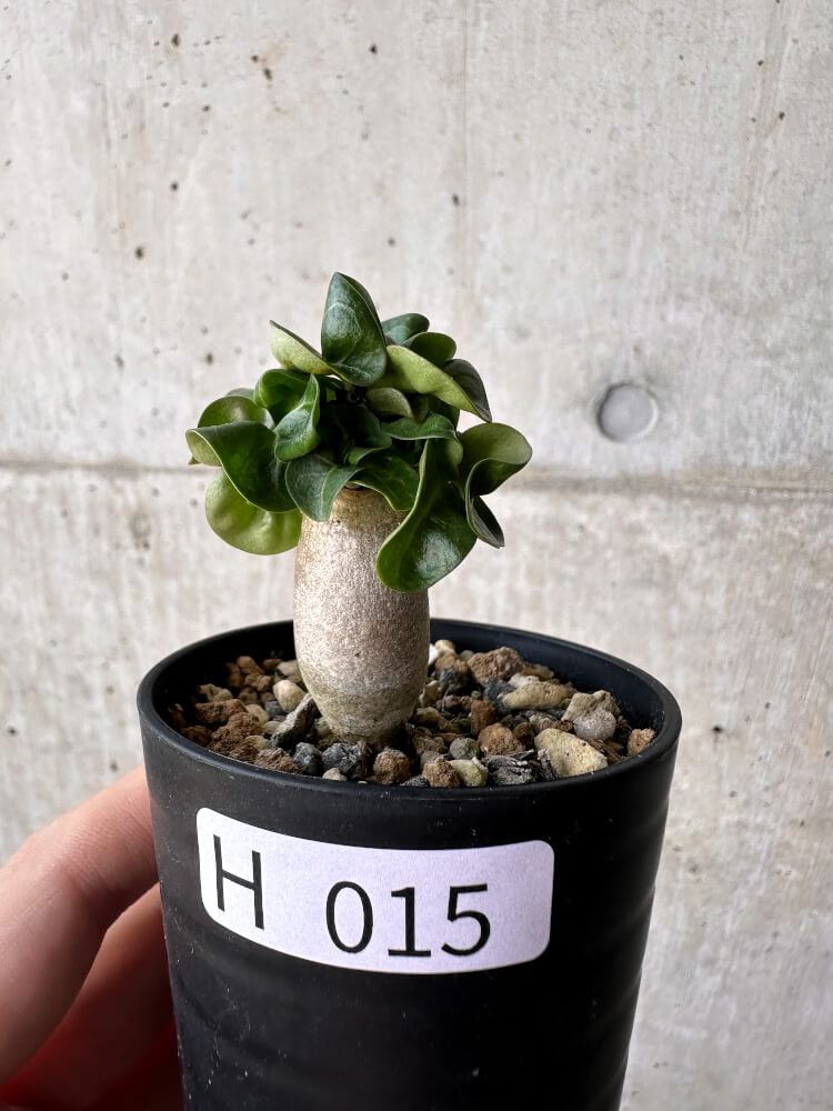 【現品限り】アデニウム・DHA 葉巻【H15】 Adenium DHA