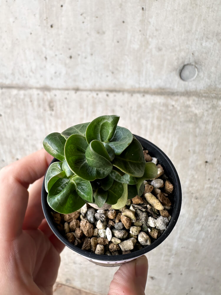 【現品限り】アデニウム・DHA 葉巻【H15】 Adenium DHA