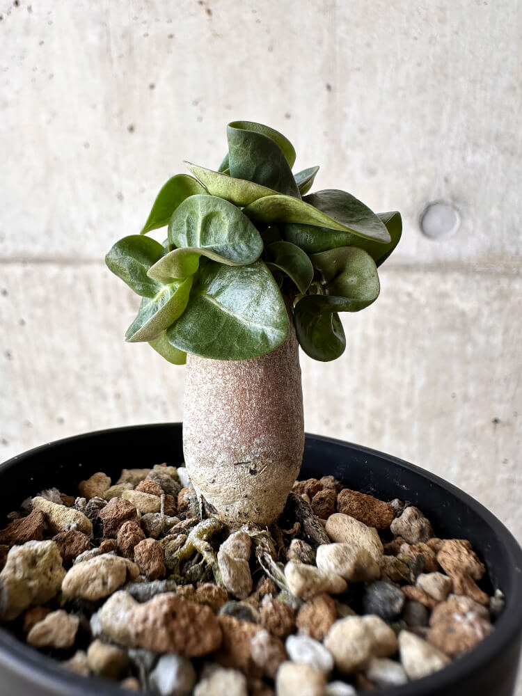 【現品限り】アデニウム・DHA 葉巻【H15】 Adenium DHA