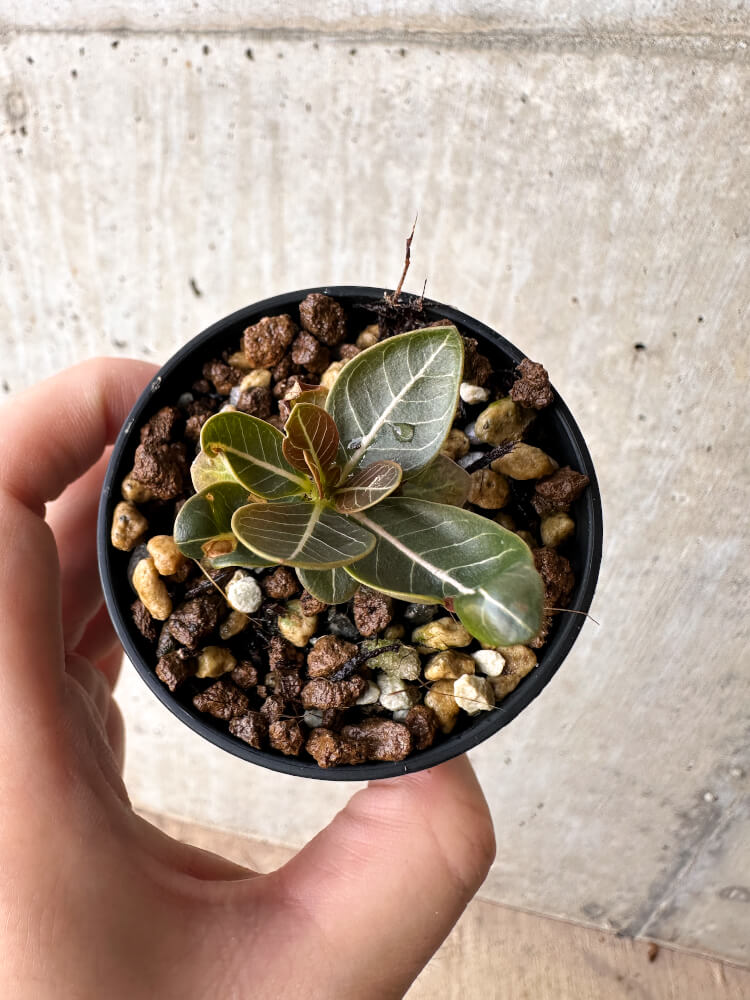 現品限り】アデニウム・ソコトラナム 実生【H16】 Adenium socotranum