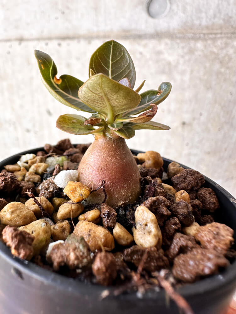 現品限り】アデニウム・ソコトラナム 実生【H16】 Adenium socotranum