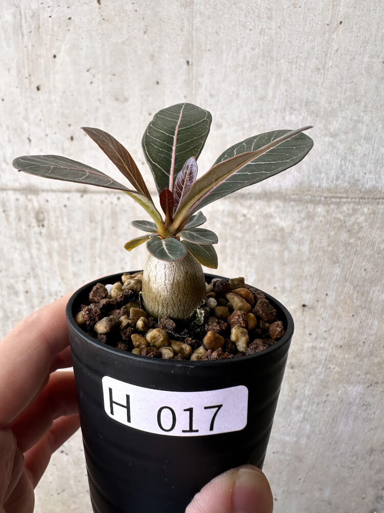 現品限り】アデニウム・ソコトラナム 実生【H17】 Adenium socotranum