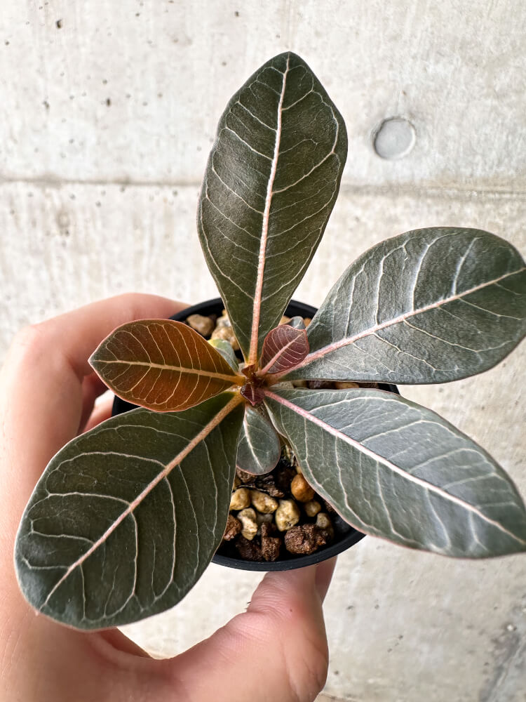 現品限り】アデニウム・ソコトラナム 実生【H17】 Adenium socotranum