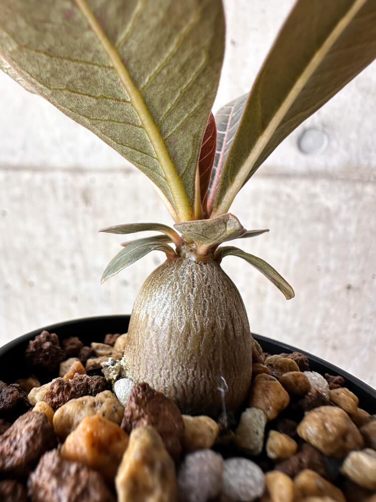 現品限り】アデニウム・ソコトラナム 実生【H17】 Adenium socotranum