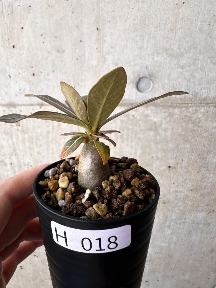 【現品限り】アデニウム・ソコトラナム 実生【H18】 Adenium socotranum
