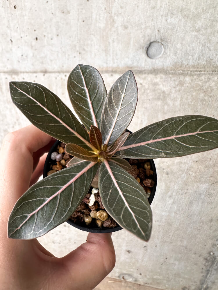 【現品限り】アデニウム・ソコトラナム 実生【H18】 Adenium socotranum