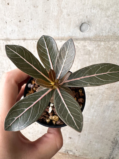 【現品限り】アデニウム・ソコトラナム 実生【H18】 Adenium socotranum