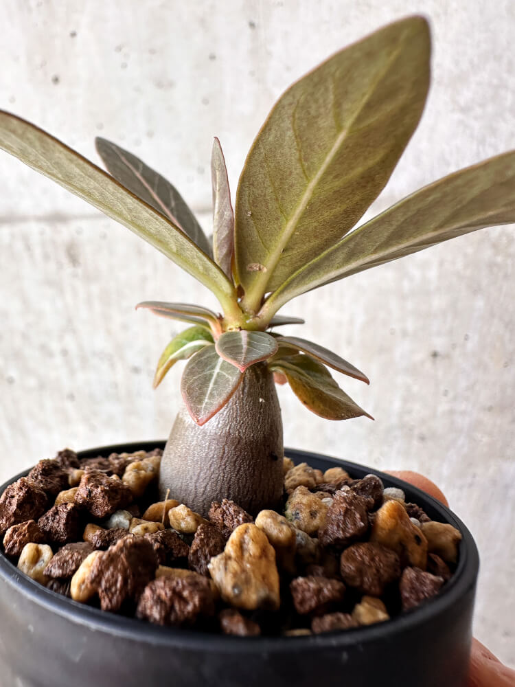 【現品限り】アデニウム・ソコトラナム 実生【H18】 Adenium socotranum