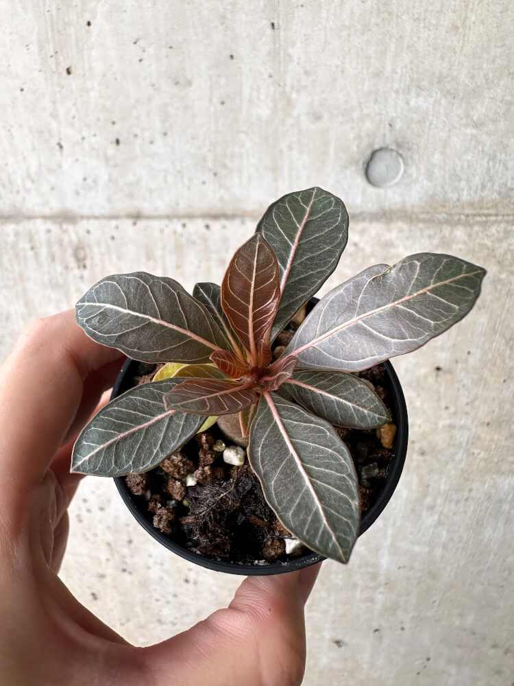 現品限り】アデニウム・ソコトラナム 実生【H19】 Adenium socotranum