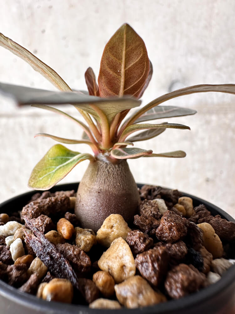 【現品限り】アデニウム・ソコトラナム 実生【H19】 Adenium socotranum