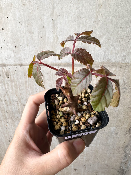 【現品限り】ベイセリア・メキシカーナ【H1】 Beiselia mexicana