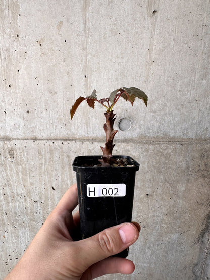 【現品限り】ベイセリア・メキシカーナ【H2】 Beiselia mexicana