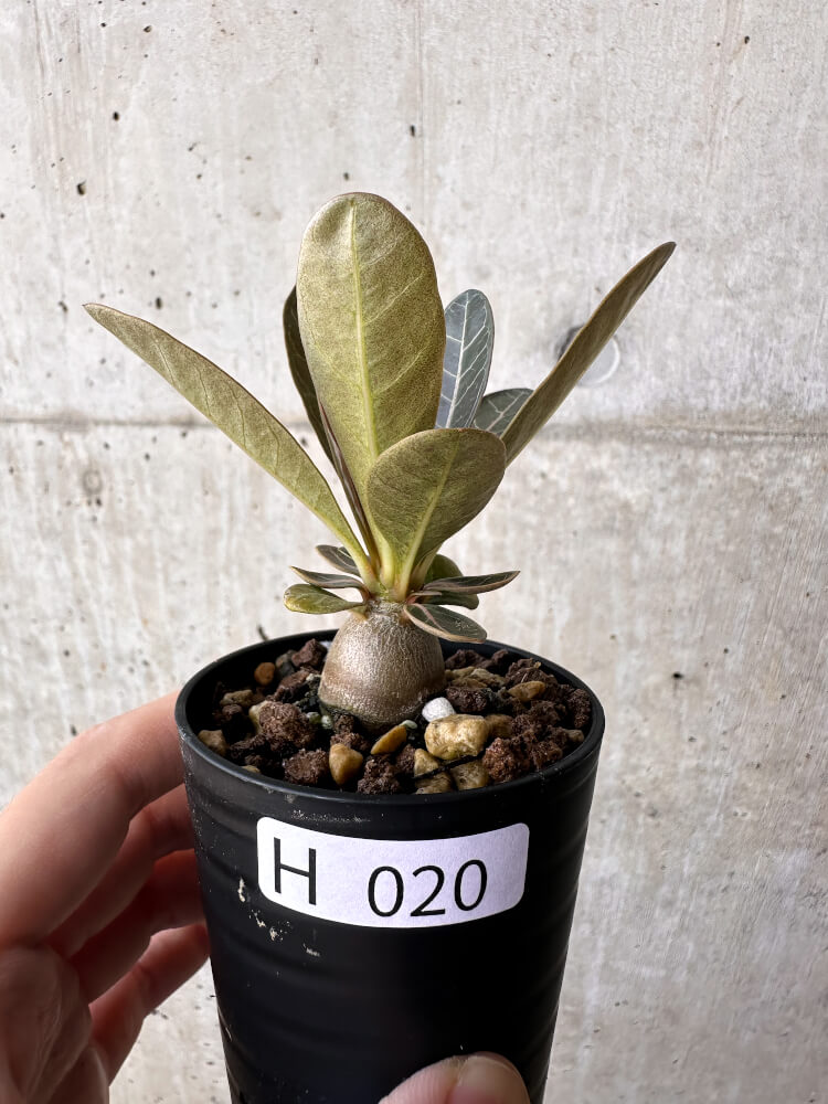 【現品限り】アデニウム・ソコトラナム 実生【H20】 Adenium socotranum