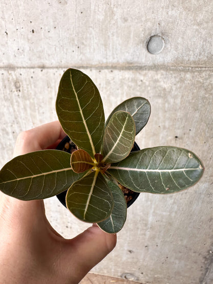 【現品限り】アデニウム・ソコトラナム 実生【H20】 Adenium socotranum