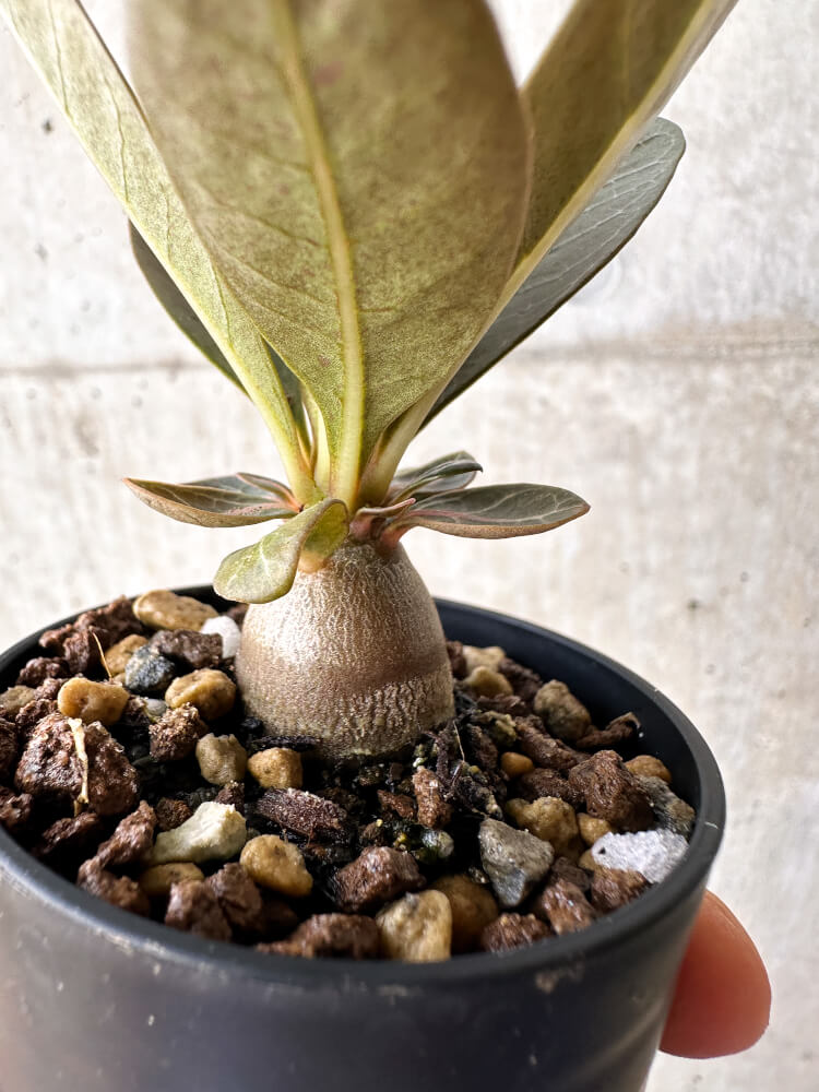 現品限り】アデニウム・ソコトラナム 実生【H20】 Adenium socotranum
