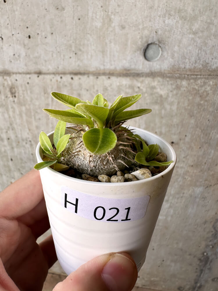 【現品限り】パキポディウム・ブレビカウレ 恵比寿笑い【H21】 Pachypodium brevicaule