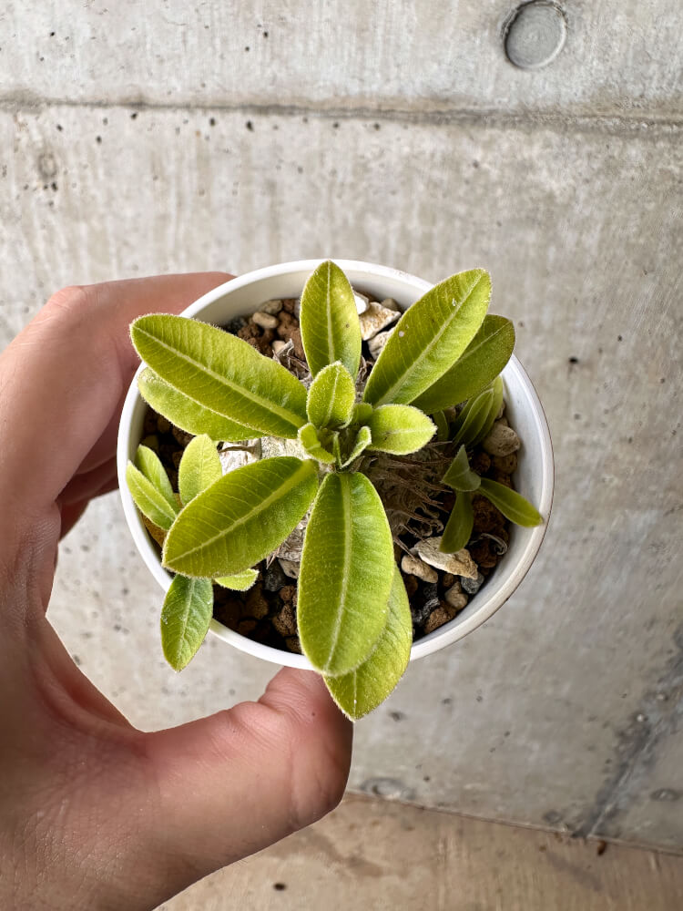 【現品限り】パキポディウム・ブレビカウレ 恵比寿笑い【H21】 Pachypodium brevicaule