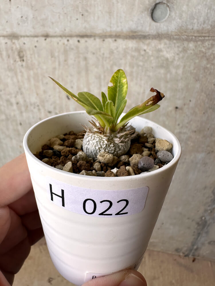 【現品限り】パキポディウム・ブレビカウレ 恵比寿笑い【H22】 Pachypodium brevicaule