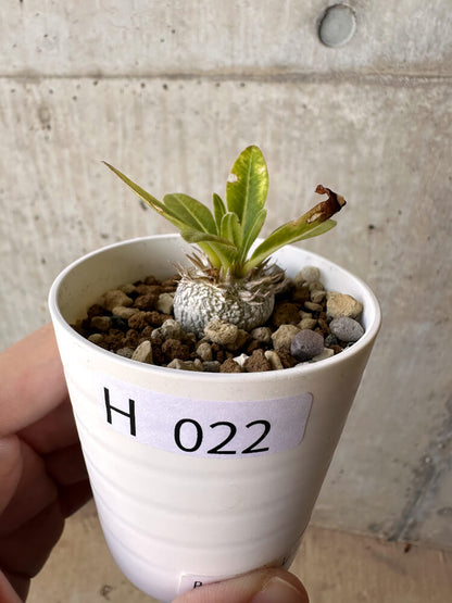 【現品限り】パキポディウム・ブレビカウレ 恵比寿笑い【H22】 Pachypodium brevicaule