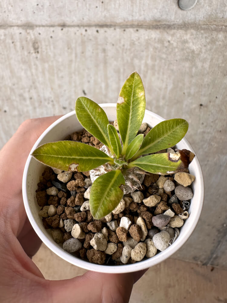 【現品限り】パキポディウム・ブレビカウレ 恵比寿笑い【H22】 Pachypodium brevicaule