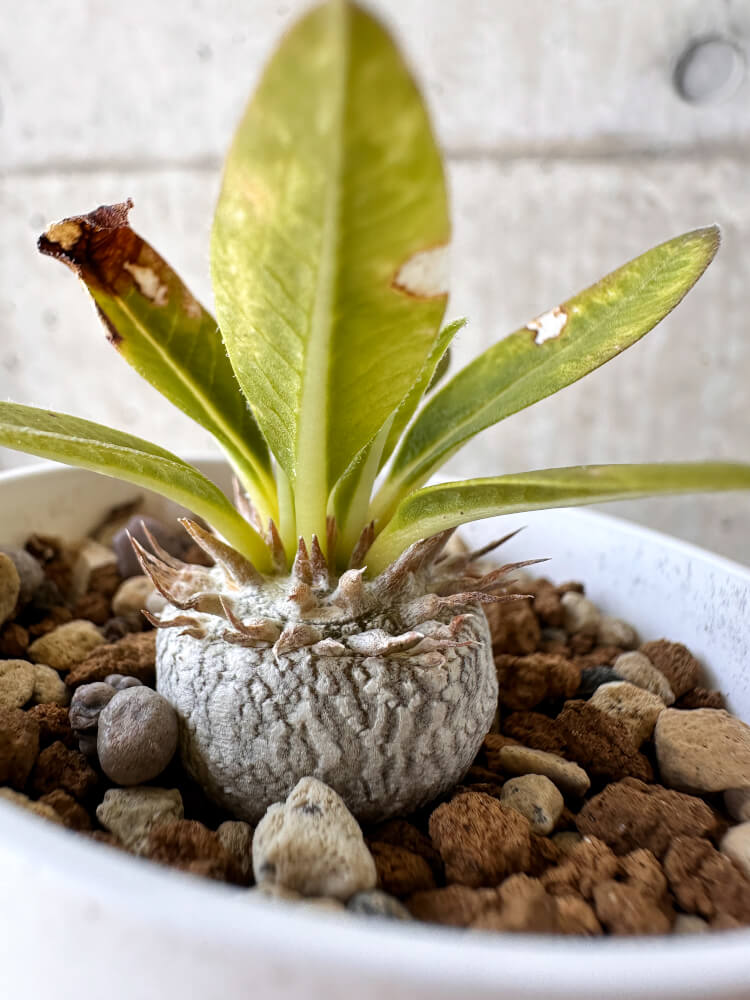 【現品限り】パキポディウム・ブレビカウレ 恵比寿笑い【H22】 Pachypodium brevicaule