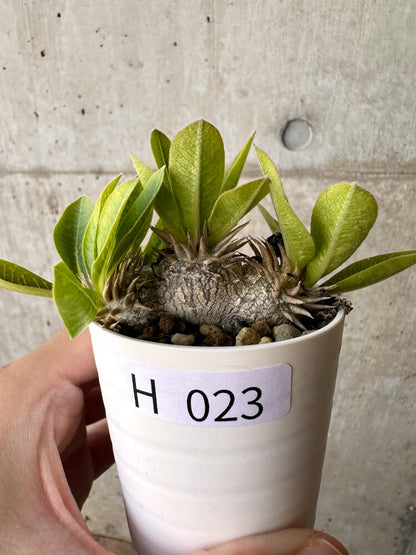 【現品限り】パキポディウム・ブレビカウレ 恵比寿笑い【H23】 Pachypodium brevicaule