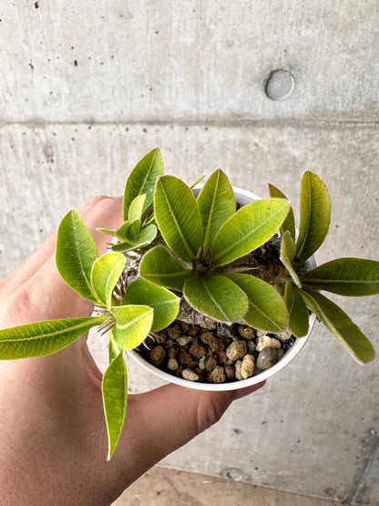 【現品限り】パキポディウム・ブレビカウレ 恵比寿笑い【H23】 Pachypodium brevicaule