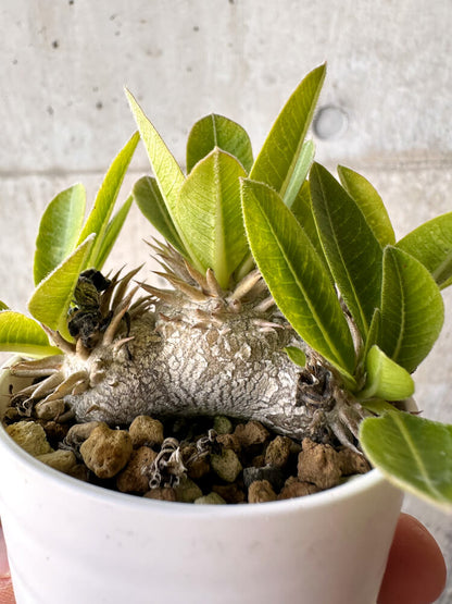 【現品限り】パキポディウム・ブレビカウレ 恵比寿笑い【H23】 Pachypodium brevicaule