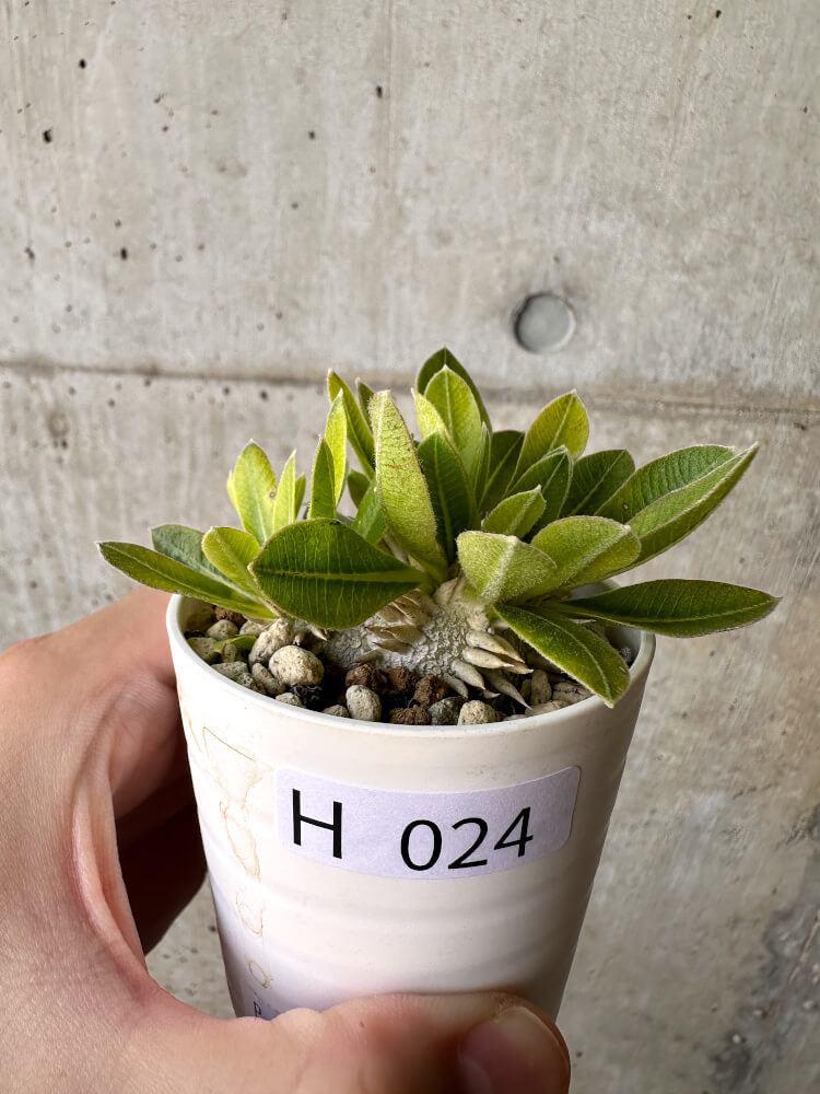 【現品限り】パキポディウム・ブレビカウレ 恵比寿笑い【H24】 Pachypodium brevicaule