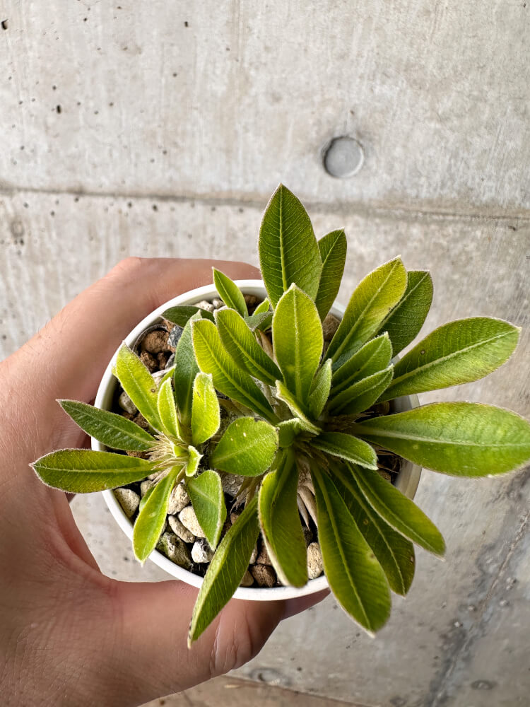 【現品限り】パキポディウム・ブレビカウレ 恵比寿笑い【H24】 Pachypodium brevicaule