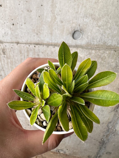 【現品限り】パキポディウム・ブレビカウレ 恵比寿笑い【H24】 Pachypodium brevicaule