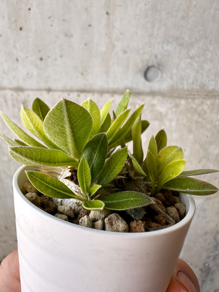 【現品限り】パキポディウム・ブレビカウレ 恵比寿笑い【H24】 Pachypodium brevicaule