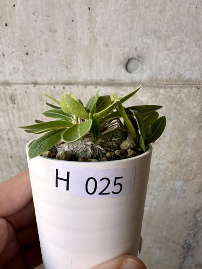 【現品限り】パキポディウム・ブレビカウレ 恵比寿笑い【H25】 Pachypodium brevicaule